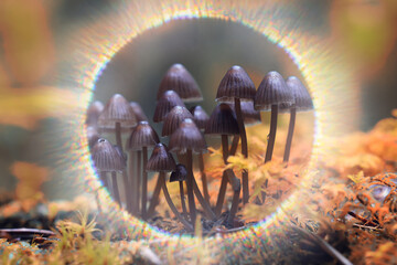 Obraz premium Small inedible mushrooms in the forest, macro photo of nature