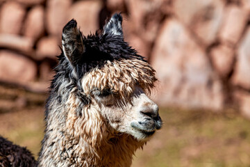 The llama in the Peruvian Andes (Lama glama) © hecke71