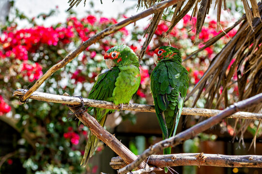 Red-masked parakeets in Ollantaytambo in the Peruvian Andes (Psittacara mitratus)