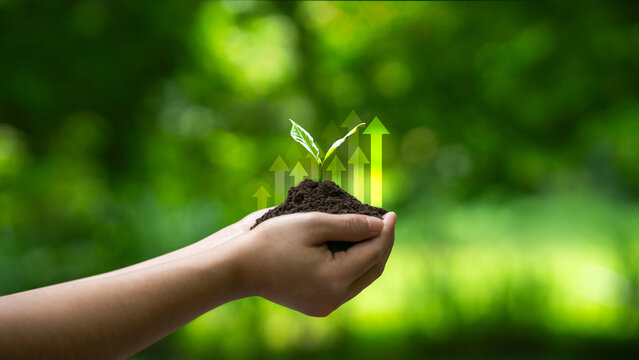 The concept of sustainable green business growth and green investment, and seedlings growing in the sun the growth of money, finance, and investment.
