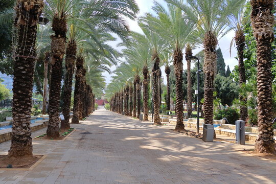 Alley of palm trees in the park of Jaffa, Israel
