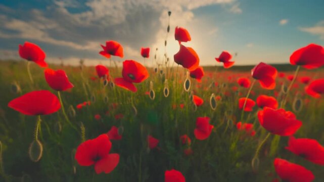 Rotes Mohnfeld unter blauem Himmel im warmen Sonnenlicht eines Sommertags
