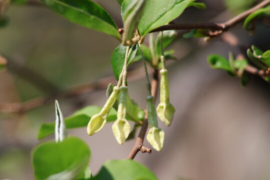 flowers of cherry silverberry