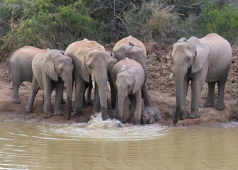 Herd of Elephants family group drinking at water hole in wild south africa making a splash includes a young baby calf  © Gary