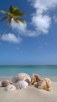 Muscheln Seestern am Strand 