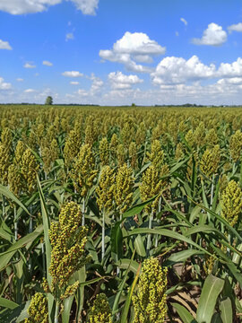 Rural landscape with a farmer's field of forage crop Sorghum bicolor and a blue sky with clouds above.