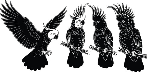 Detailed black and white vector illustration set of cockatoos featuring flying parrots and cockatoos perched on branches isolated on white background silhouette. © MstRupali