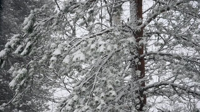Snow falling outside the window of a cozy cabin in the swedish mountains. A fir tree daning in the wind. Christmas, wintertime.