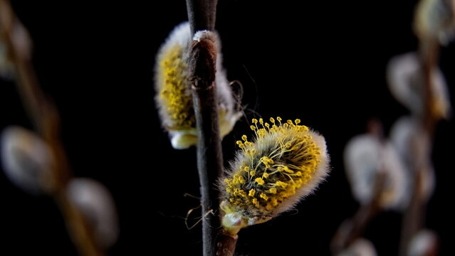 Soft Silver Pussy Willow Buds Macro on Black Background, Spring Aesthetics. Anatomy of Willow Catkin and Pollen Distribution Mechanism.