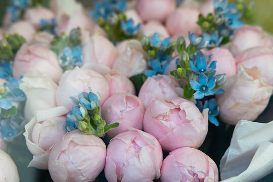 Macro texture of pink rose buds and blue oxypetalum flowers