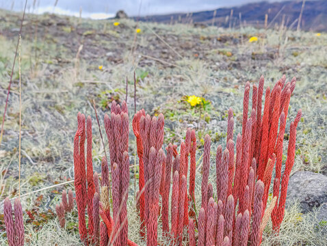 Huperzia crassa is a primitive-looking herbaceous plant that grows in the high-altitude ecosystems of Cotopaxi National Park. This species thrives in grasslands and volcanic soils.