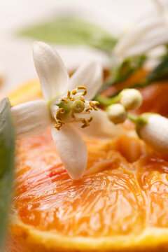 Macro detail of orange blossom buds and freshly cut juicy oranges, highlighting citrus texture, delicate flowers, and vibrant freshness in a natural composition.
