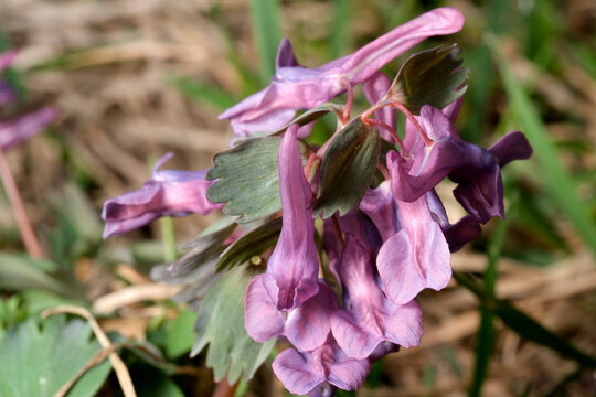 Blooming Corydalis nestled in vibrant green grass under sunlight