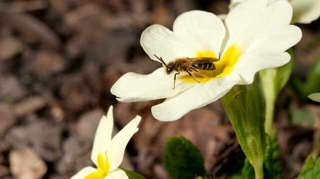 Bees dancing upon blooms of common primrose in spring sunlight