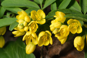 Obraz premium Yellow crown imperial flowers bloom bright in springtime garden