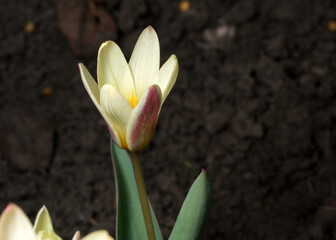 Obraz premium Blooming early tulips greet the sun in a fresh garden setting