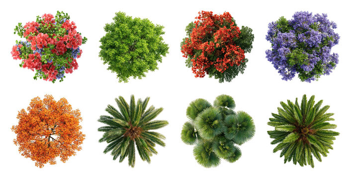 PNG Vibrant colorful top-view flowers on transparent background