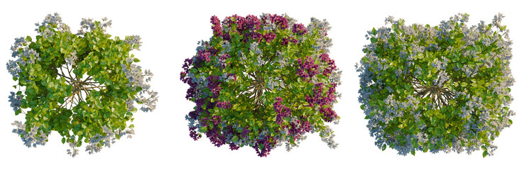 Obraz premium Bougainvillea glabra tree plan, top view, cutout, transparent background, isolate, Blooming purple lavender flowers field, fragrant landscape, botanical floral backdrop, nature beauty
