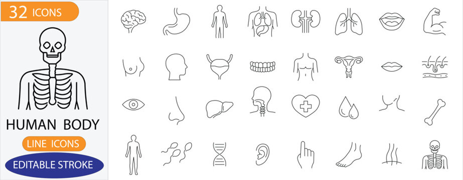 Human Internal Organs and Anatomy Line Icon Set - 32 Editable Stroke Vector Icons of Body Parts, Skeleton, and Biological Systems for Medical and Health Design.