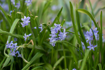 Obraz premium A close-up view of small blue flowers surrounded by green grass. The flowers have delicate petals and are scattered throughout the foliage.