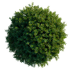 Fototapeta premium Murraya paniculata Min-a-min tree plan, top view, cutout, transparent background, isolate, Lush Green Foliage, Detailed Leaves, Natural Texture, Close-Up, Botanical Detail, Vibrant Color