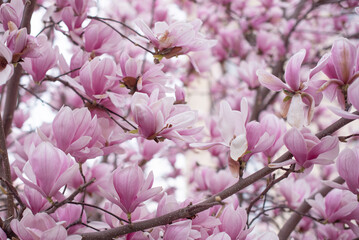 Obraz premium Magnolia tree branches adorned with vibrant pink flowers. The blossoms are in full bloom, showcasing delicate petals against a soft background.