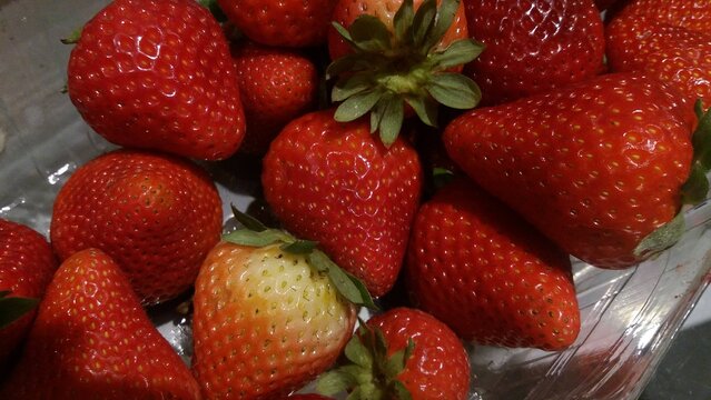 Morango