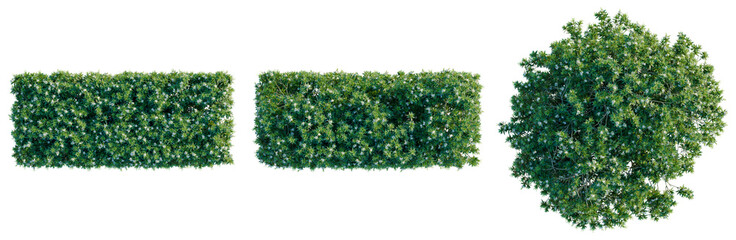 Fototapeta premium Tabernaemontana divaricata tree plan, top view, cutout, transparent background, isolate, Detailed Green Tree Branch with Lush Foliage - Perfect for Natural and Botanical Designs
