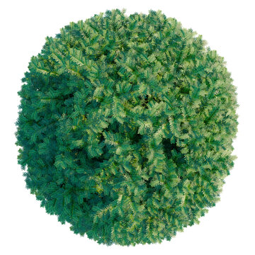Taxus baccata tree plan, top view, cutout, transparent background, isolate, Detailed closeup of a vibrant green conifer tree branch with pine needles, nature