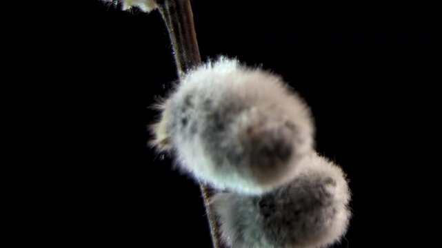 Macro Vertical Movement along Male Pussy Willow (Salix Caprea) Catkins, Fuzzy Silver Inflorescence on Black Background, Spring Flora, 4K