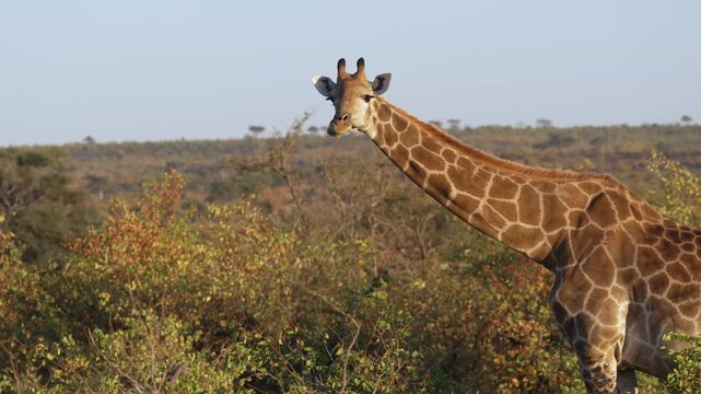 4K 30fps footage of a South African giraffe feeding in the Greater Mapungubwe Conservation Area, Botswana. Wildlife behaviour in natural mopane veld habitat, ideal for documentary and commercial use.