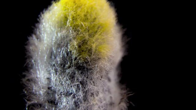 Salix Caprea Spring Buds: Source of Salicin and Natural Compounds, Macro.