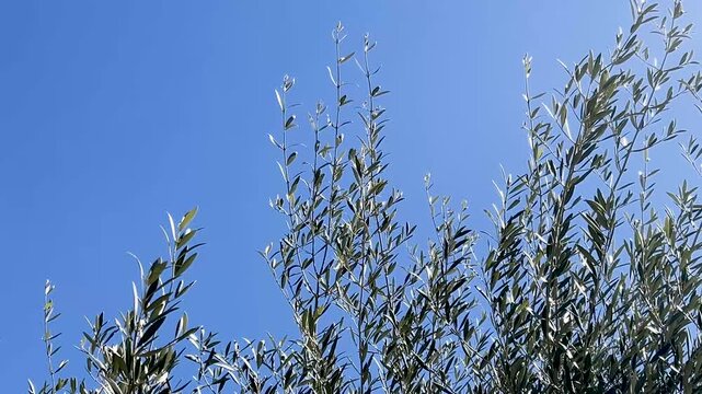 Branches of olive tree (Olea europaea) reaching toward clear blue sky, swaying in the wind