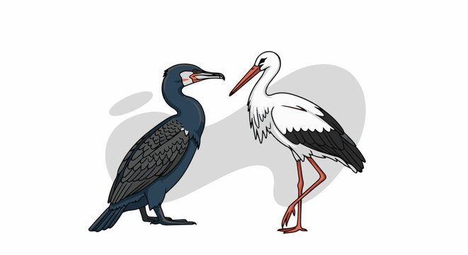 A dark cormorant stands near a white stork on a light background