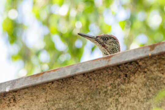 A young European green woodpecker peeking behind a sheet roof. Green leaves and blue sky in the background. Sunny summer day.