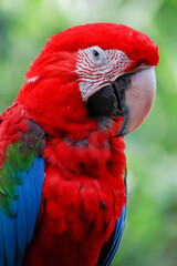 Fototapeta premium Close up head the red macaw parrot bird in garden