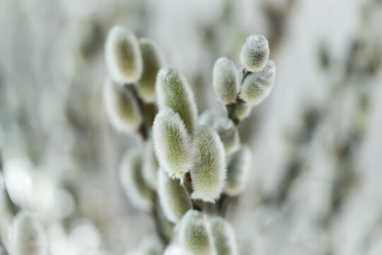 pussy willow catkins
