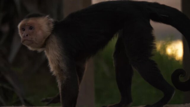 White headed capuchin monkey walking on wooden fence at sunset in Costa Rica