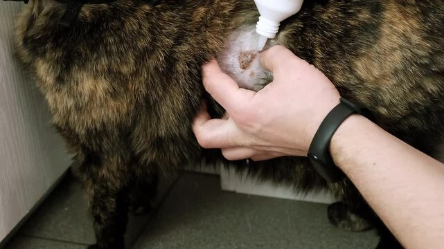 A man washes and disinfects a wound with disinfectant on a cat. A bite laceration on animal's skin after fight. The injured area of body. Pet's owner takes care of his health. High quality 4K footage.