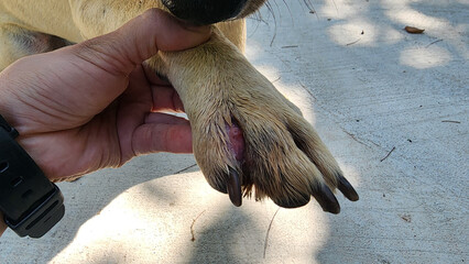 Injuries or wounds on a dog's paws, infections, or skin diseases: Inflammation can be caused by bacteria, fungi, tick bites, fleas, or mites. © Pingky