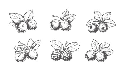 Six hand drawn berry with leaves white fruit leaf vintage natural © Soraf