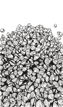 Cockle shell, black cockle shell line art, white background.