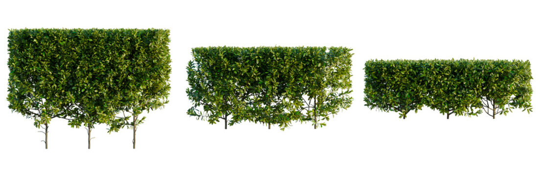 Laurus nobilis 'Saratoga tree, elevation, front view, cutout, transparent background, isolate, Detailed Close-Up of a Lush Green Plant Branch with Vibrant Foliage and Intricate Details