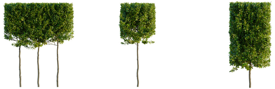 Laurus nobilis 'Saratoga tree, elevation, front view, cutout, transparent background, isolate, Branch of a Pear Tree with Green Leaves, Detailed Texture, Nature Close-up, High Resolution Image