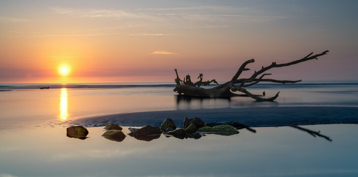 ocean sunrise at Hunting Island with a tree and rocks and a tidal pool in the foreground
