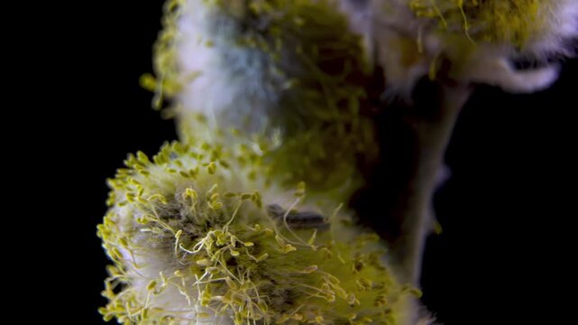 Golden Bloom: Male Goat Willow Flower in Early Spring, Macro Wildlife.