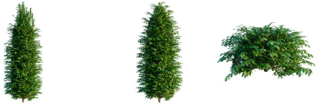 Taxus baccata tree, elevation, front view, cutout, transparent background, isolate, Detailed Spruce Tree Branch with Lush Green Needles - High Resolution PNG Image