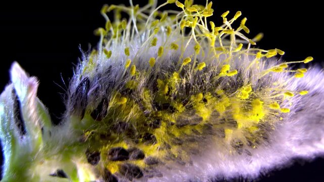 Salix Caprea: Plant Anatomy, Structure of Stamens in Pussy Willow Catkin, Macro Study