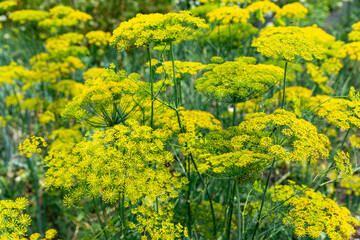Obraz premium Yellow flowering dill plants with fine green leaves are prominently displayed in a garden, surrounded by other green vegetation. Healthy nutrition, harvest and agricultural concept