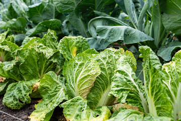 Naklejka premium Fresh green cabbage and romaine lettuce are growing in a vegetable garden, showcasing healthy foliage and rich soil, illuminated by natural sunlight, creating a vibrant agricultural scene